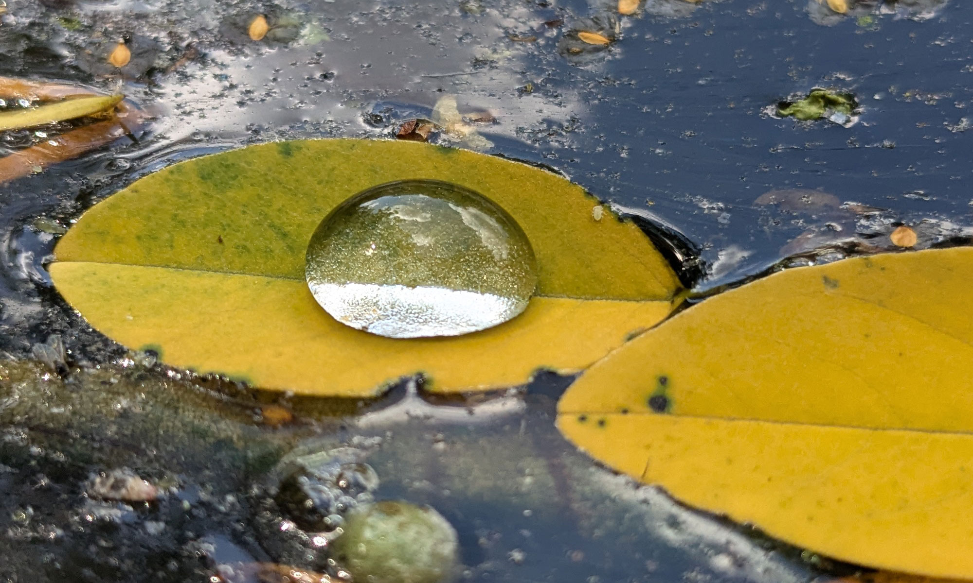 Ein Wassertropfen auf einem schwimmenden Blatt im Teich