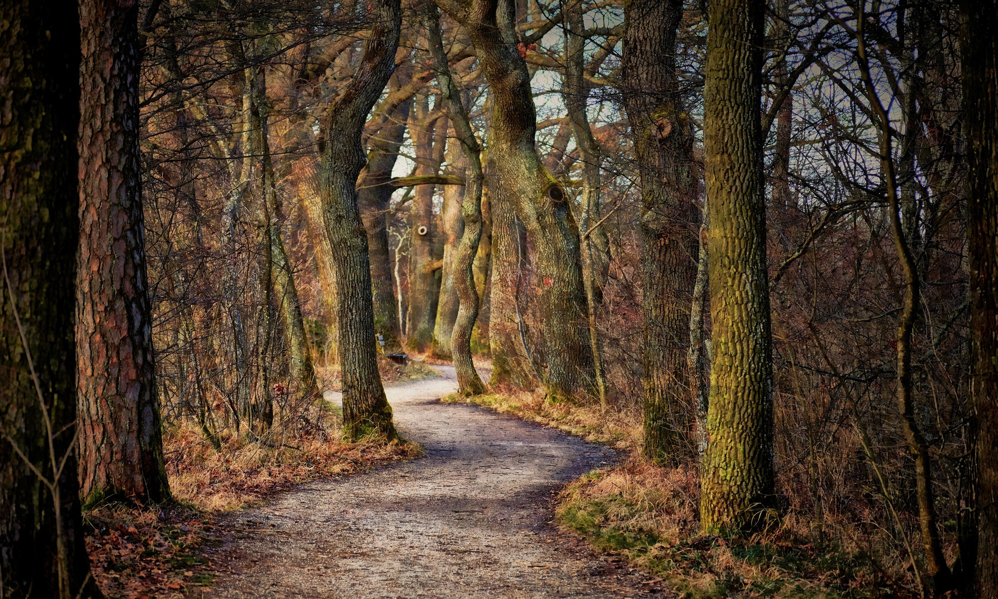 Ein Pfad schlängelt sich zwischen Bäumen hindurch, Fotograf: Robert_C, pixabay.com