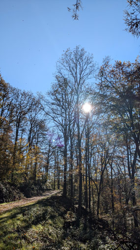 Die Sonne scheint durch die Äste von Bäumen