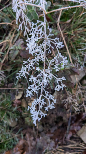 Reif auf einem verzweigten Pflanzenstiel