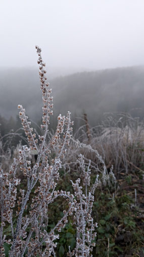 Reif auf Pflanzenstielen, im Hintergrund Nebel über dem Wald