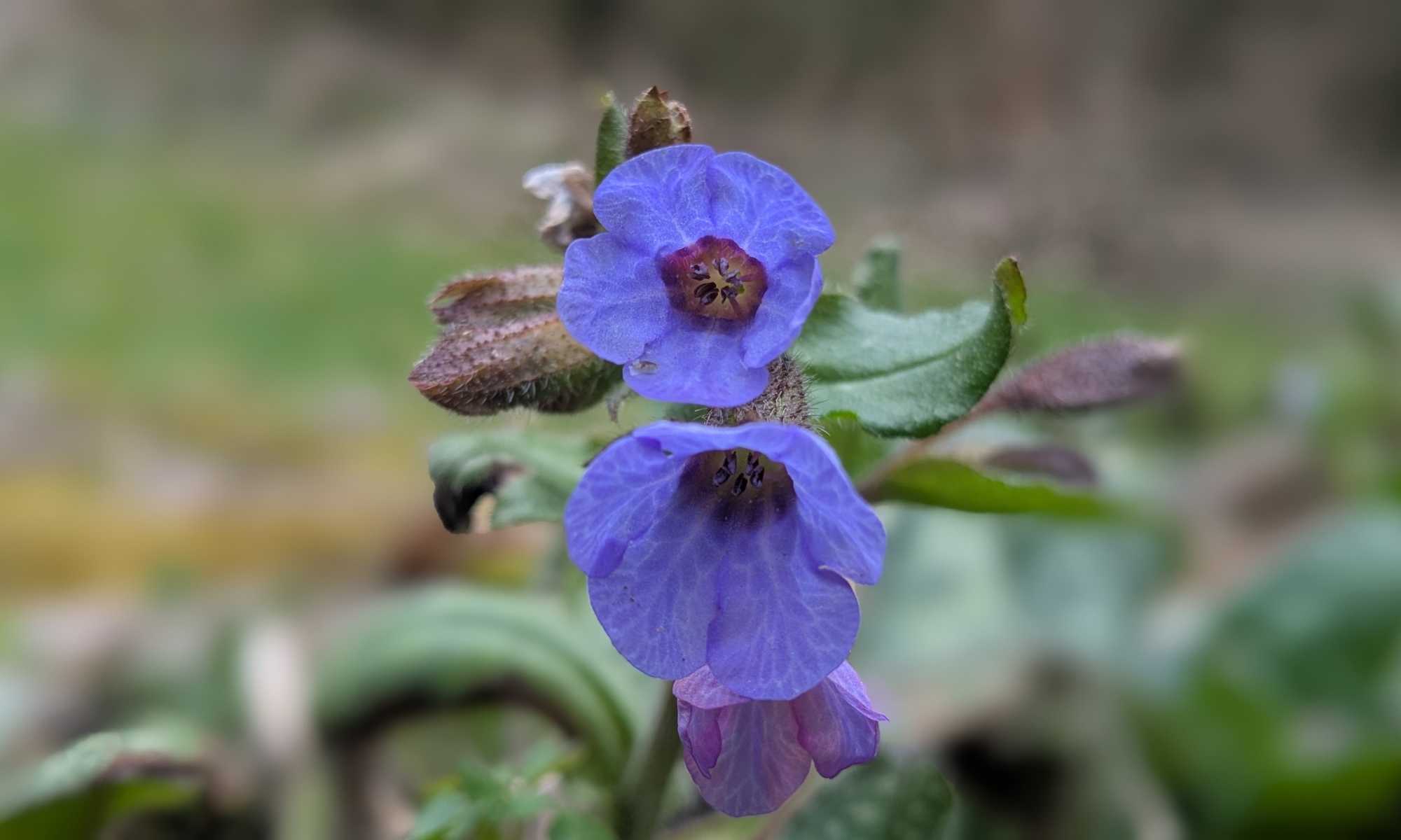 Zwei Blüten eines Lungenkrauts in der Makroaufnahe