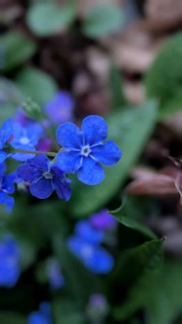 Blüte eines kaukasischen Vergißmeinnicht in Makroaufnahme