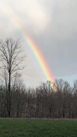 Ein Regenbogen ist neben einem Baum zu sehen
