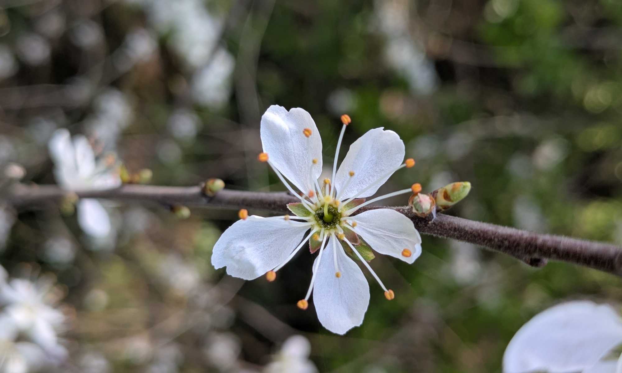 Weiße Blüte einer Wildkirsche an einem dünnen Ast; Fotografin: Dorothee Dickmann