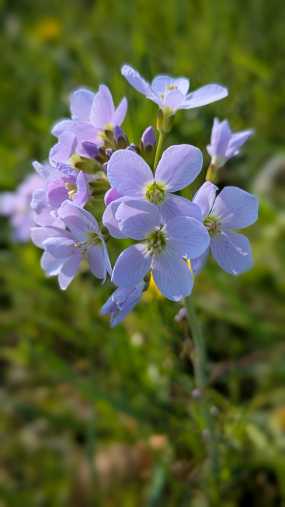 Wiesenschaumkraut mit helllila Blüten auf einer Wiese