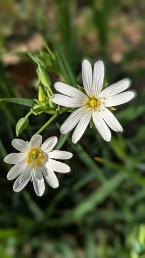 Eine weiße Blüte mit gelbem Innenteil, ein Frühjahrsblüher
