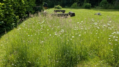Wiese mit blühenden Margeriten; Fotografin: Dorothee Dickmann