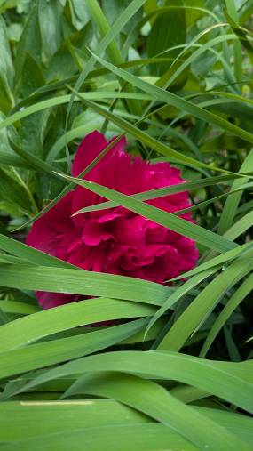 Eine blühende Pfingstrose versteckt hinter den Blättern der Schwertlilien, Fotografin: Dorothee Dickmann