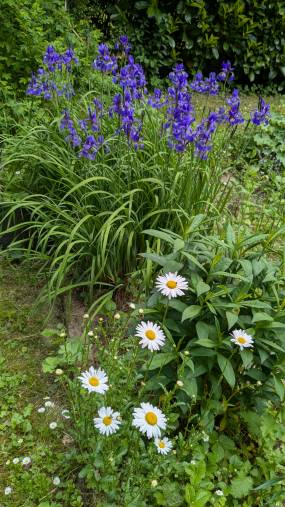Lila blühende Schwertlilien und davor blühende Margeriten; Fotografin Dorothee Dickmann