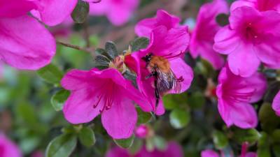 Eine blühende Azalee in deren geöffneter Blüte ein Biene nach Nektar sucht; Fotografin Dorothee Dickmann
