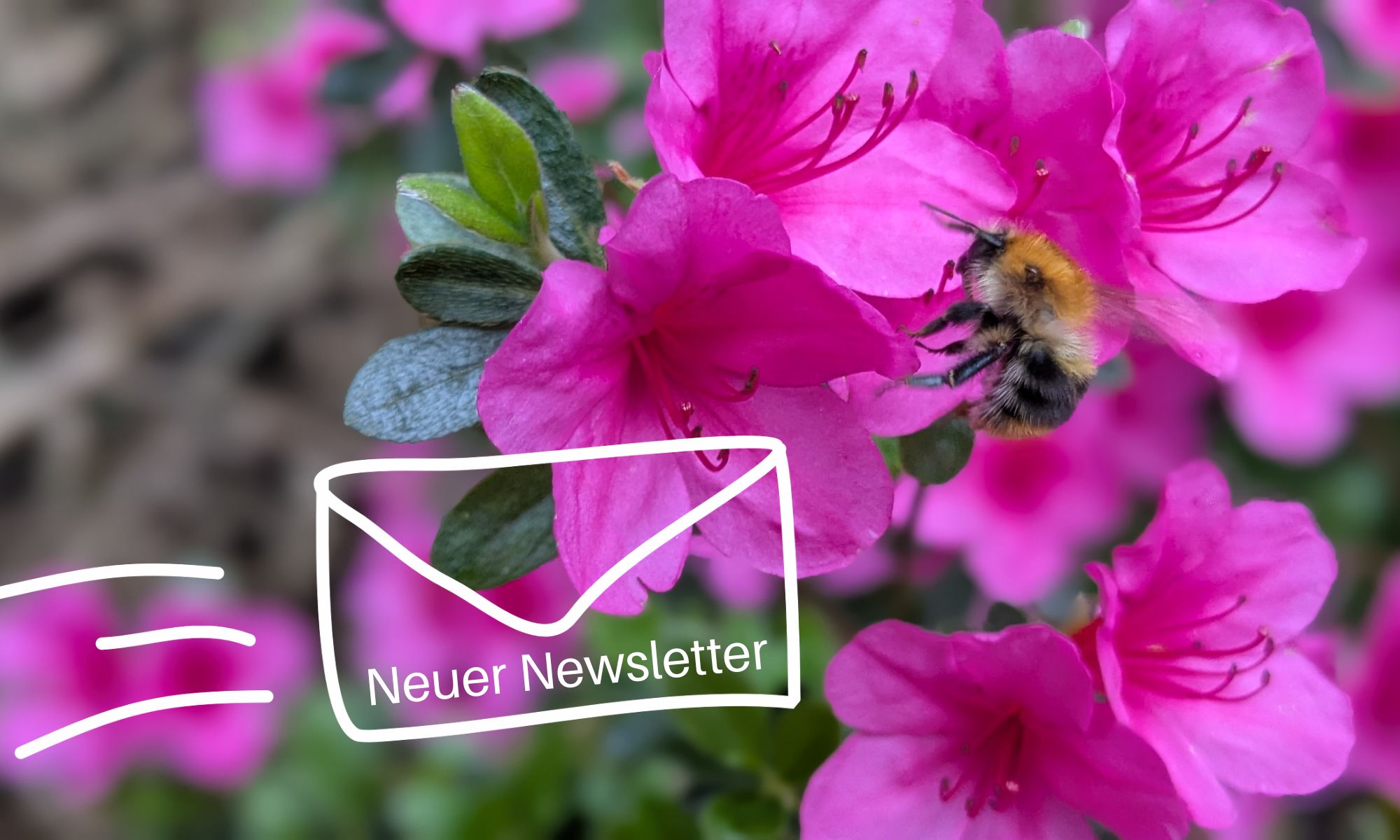 Im Artikel geht es um Newsletter Marketing. Das wird im Bild durch die Grafik eines Briefumschlags angedeutet, der von der Seite in das Bild geflogen kommt und auf dem steht Neuer Newsletter. Im Hintergrund rosa Blüten einer Azalee mit Biene