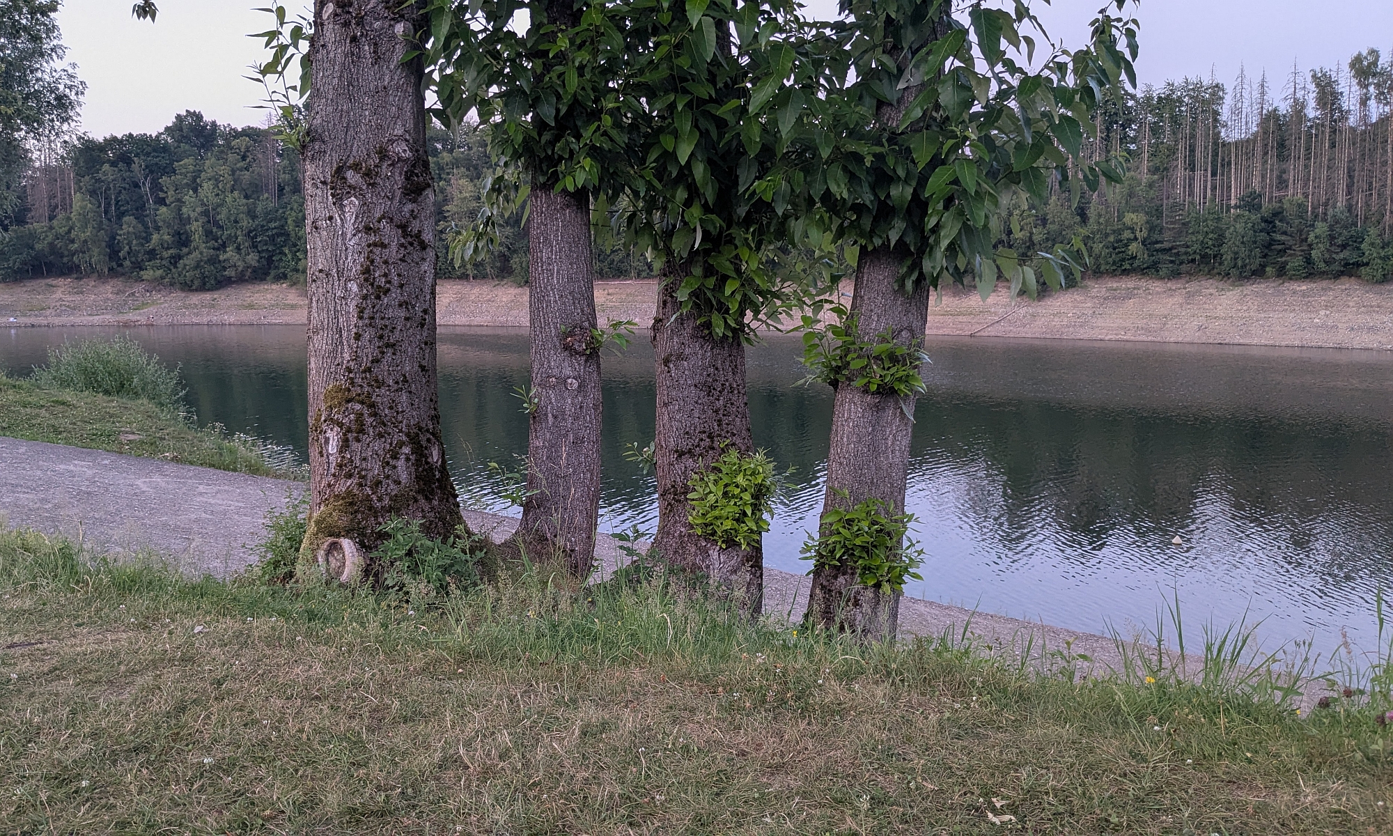 Blick auf die Wuppertalsperre zwischen vier Bäumen hindurch