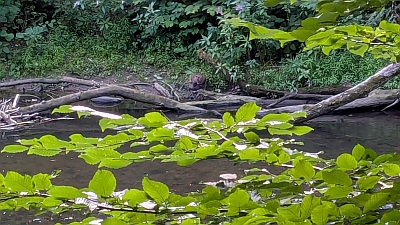Ganz klein zu sehen ist der Biber auf diesem Bild. Er hockt am Flussufer vor Baumstämmen