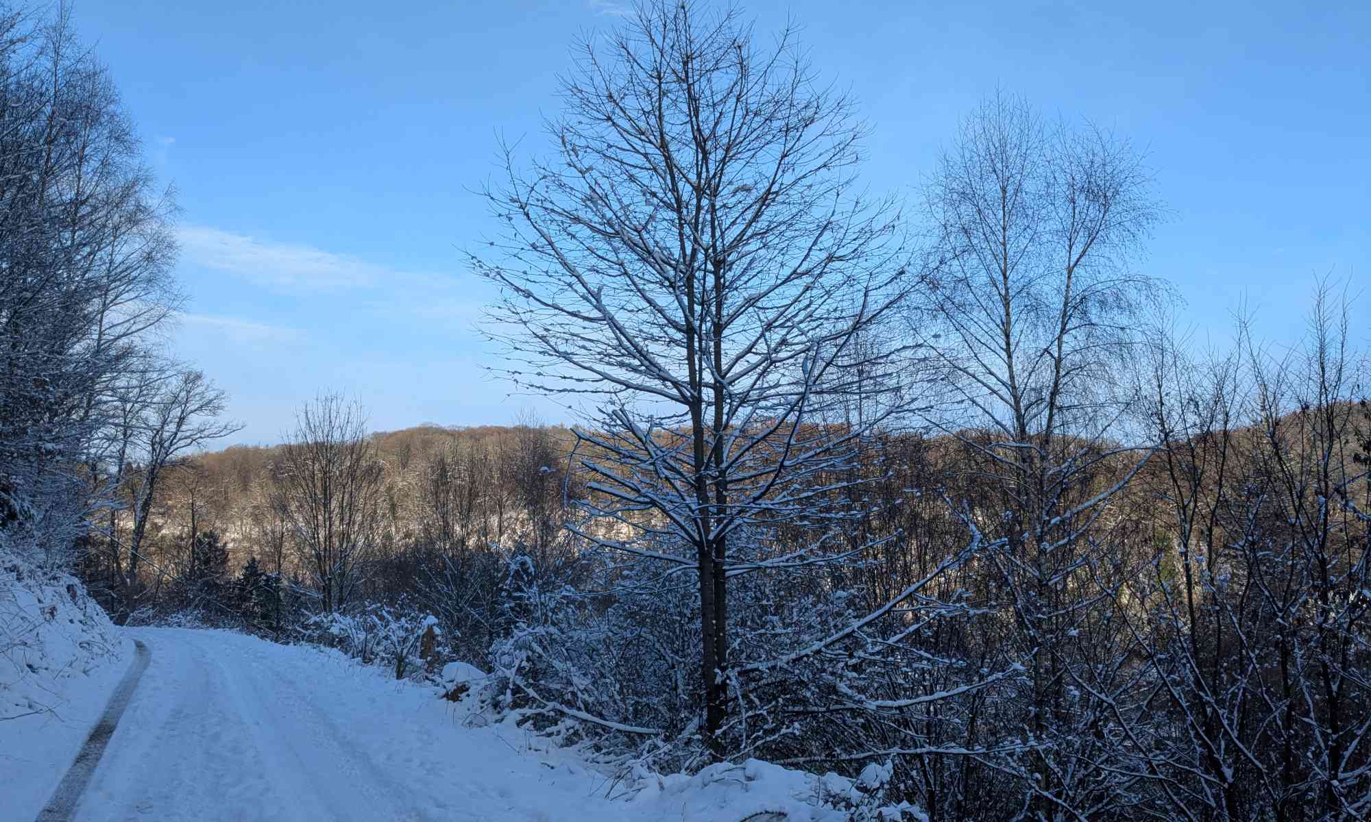 Ein Waldweg im Schnee im Januar 2026