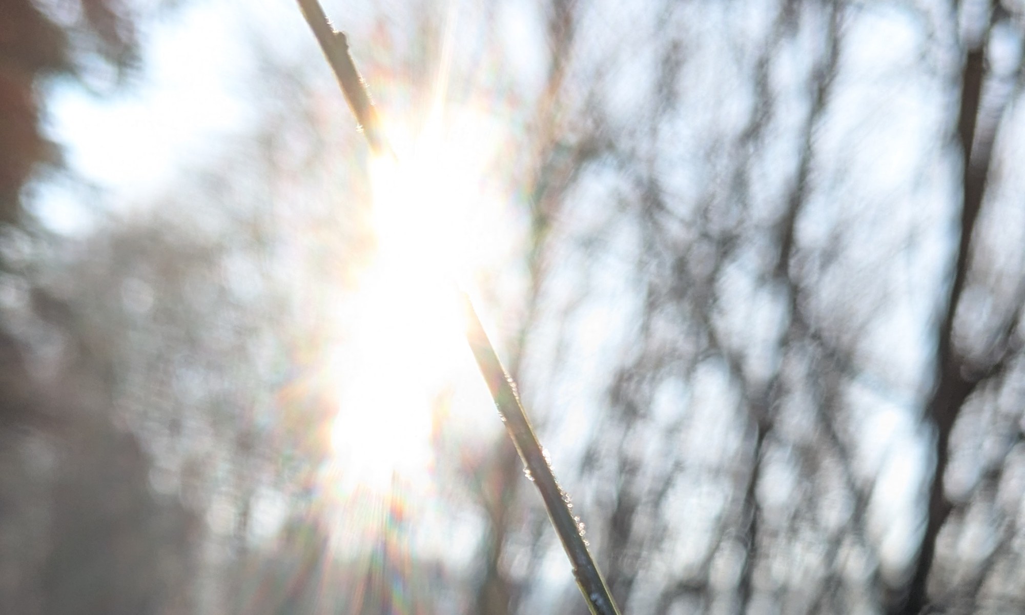 Sonnenlicht scheint durch kahle Äste, wie der Scheinwerfer, der sich bei viralen Videos auf uns richtet