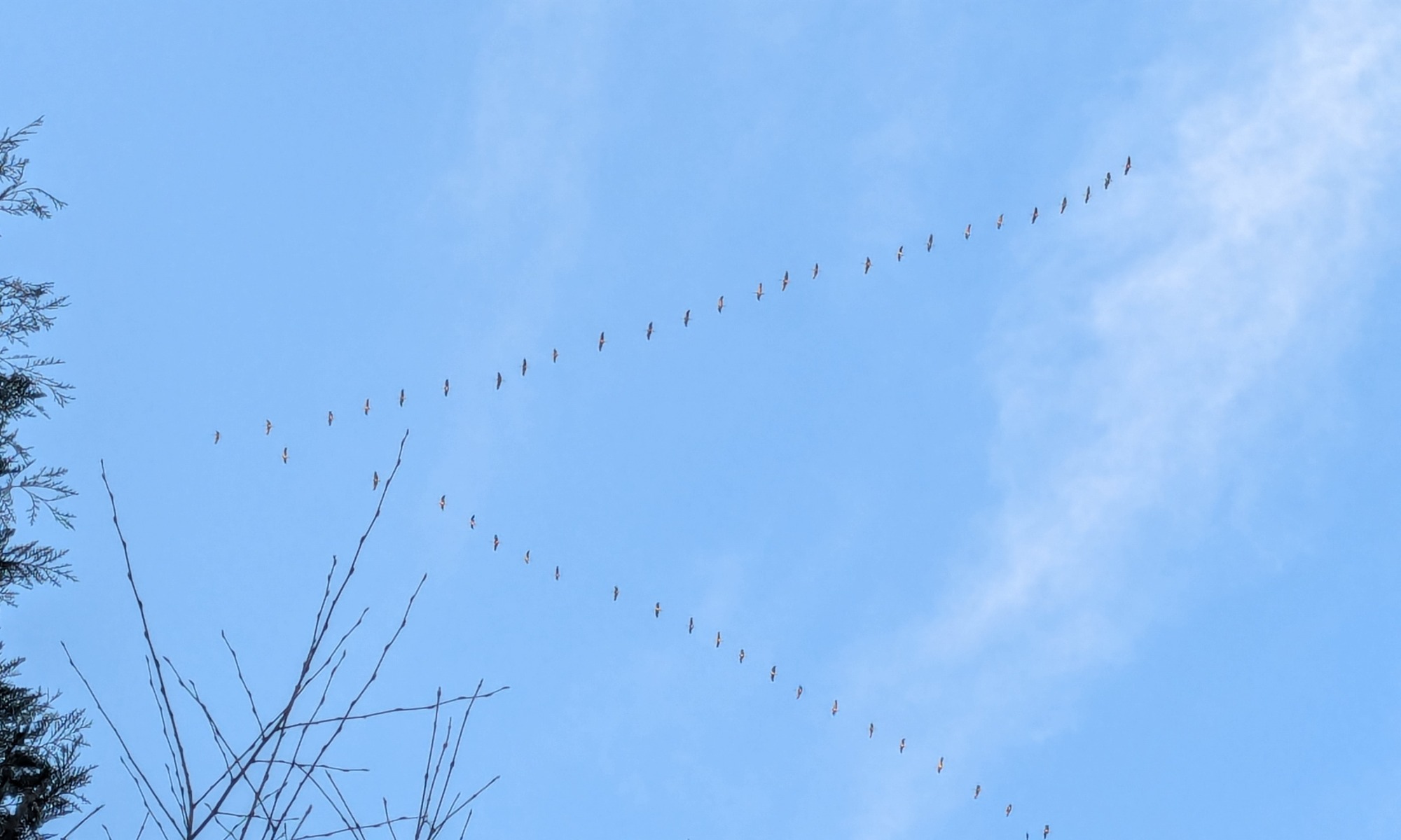 Ein V aus fliegenden Kranichen am Himmel