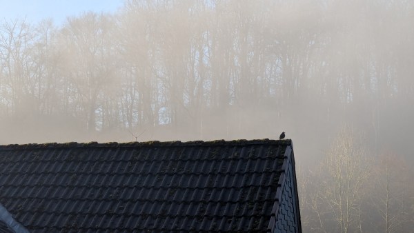 Ein Wald wird von Nebelschwaden verhangen, durch den die Sonne blitzt. Davor ein Dach mit einem Vogel