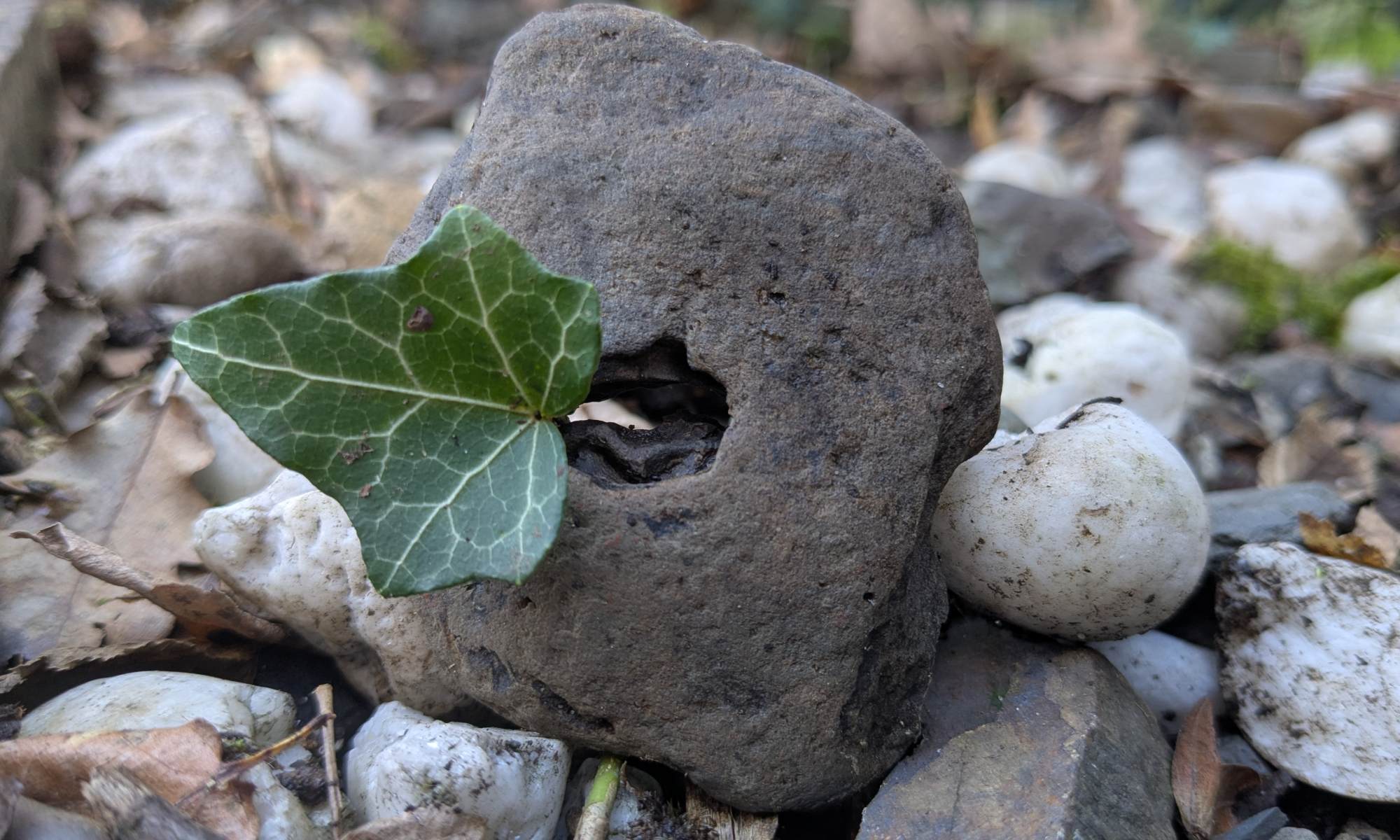 Ein Efeu wächst durch ein Loch in einem Stein. Fotografin: Dorothee Dickmann