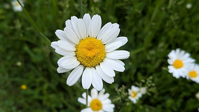Die Blüte einer Margerite in Großaufnahme, Fotografin Dorothee Dickmann
