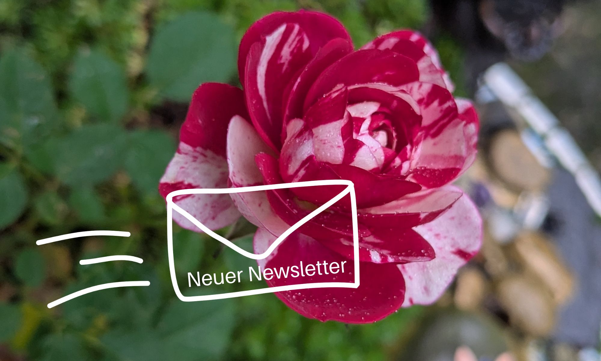 Eine blühende Rose über der eine Grafik eines neuen Newsletters liegt