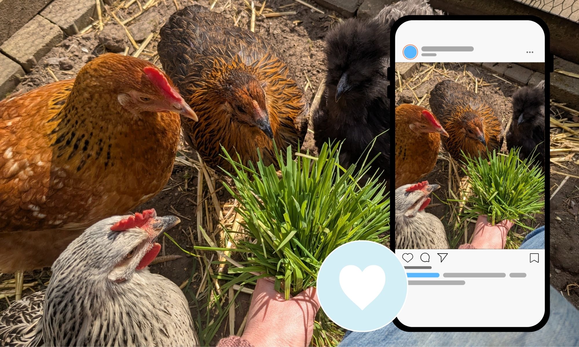Das Foto einer Hühnerschar, das zugleich als Bild in einer Social Media App in einem Handy zu sehen ist mit einem Herzchen für den Like-Button