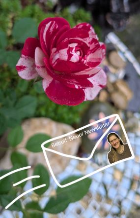 Eine blühende Rose unter der die Grafik eines Briefumschlags ins Bild flattert, der eine E-Mail andeuten soll